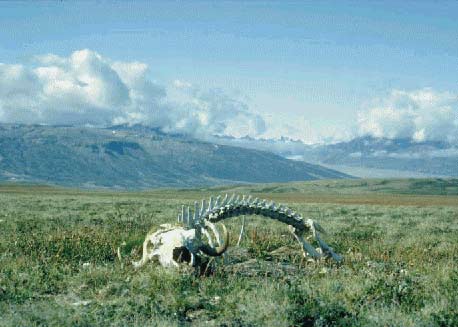 Skelet af moskusokse