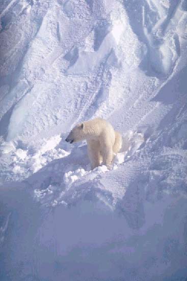 Milj&oslash;fremmede stoffer ender i isbj&oslash;rne