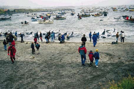 Grindefangst på Færøerne. Foto: Anne B. Klitgaard.