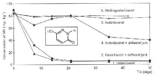Figur 4.   Mikrofloraens indflydelse på nedbrydningen af herbicidet maleinhydrazid i jord fra pløjelag. Jordprøverne er henholdsvis usterile, sterile tilsat 5% ’aktiveret jord’, autoklaverede, autoklaverede tilsat 5% ’aktiveret jord’ og strålesteriliserede (Helweg, 1983). ’Aktiveret jord’ er forbehandlet med maleinhydrazid i 3 måneder i et forsøg på at vænne jordens mikroorganismer til at nedbryde stoffet.