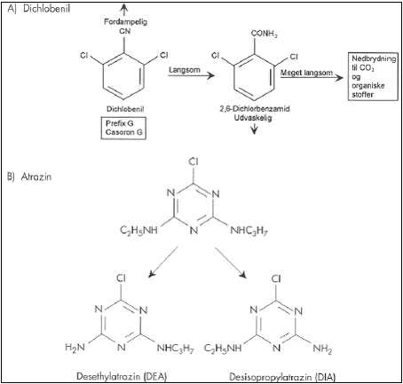 Figur 5.   Nedbrydning af dichlobenil og atrazin samt dannelsen af stabile nedbrydningsprodukter (Helweg, 2000).