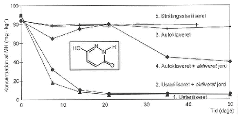 Figur 4.   Mikrofloraens indflydelse p&aring; nedbrydningen af herbicidet maleinhydrazid i jord fra pl&oslash;jelag. Jordpr&oslash;verne er henholdsvis usterile, sterile tilsat 5% &rsquo;aktiveret jord&rsquo;, autoklaverede, autoklaverede tilsat 5% &rsquo;aktiveret jord&rsquo; og str&aring;lesteriliserede (Helweg, 1983). &rsquo;Aktiveret jord&rsquo; er forbehandlet med maleinhydrazid i 3 m&aring;neder i et fors&oslash;g p&aring; at v&aelig;nne jordens mikroorganismer til at nedbryde stoffet.
