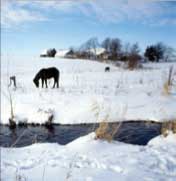 Hest på snedækket mark
