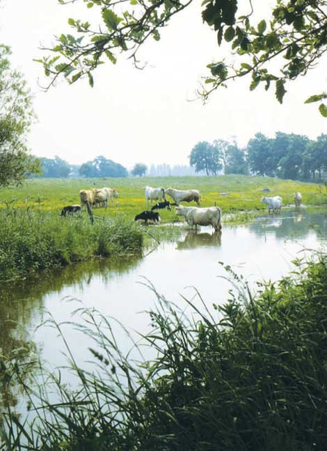 Køer ved vandløb i eng