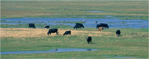 Foto: Kv&aelig;g i marskomr&aring;de