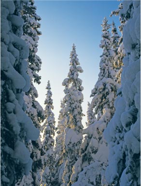 snekl&aelig;dte grantr&aelig;er