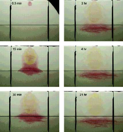 Figur 4.4. Fordeling af benzinkomponenter (r&oslash;d farve) og ethanol (gul farve) i den um&aelig;ttede zone efter et spild af ethanol-holdig benzin. Den vandrette sorte linie repr&aelig;senterer begyndelsen af den kap&iacute;l&aelig;re zone. Vandspejlet forekommer ca. i bunden af billederne