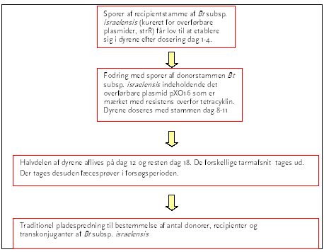 Figur 4. Dyrefors&oslash;g B2