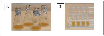Figur 5. A: 250 ml kolber med 20 ml BHIG. B: 14 ml r&oslash;r med 2 ml BHIG