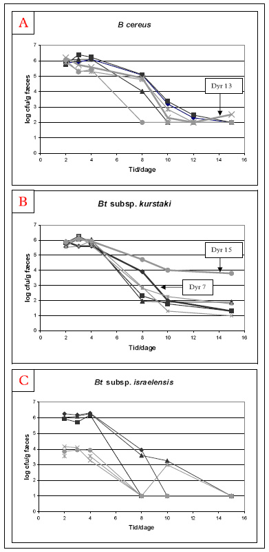 Figur 7. Genfindelse af hhv. B. cereus </em>(A), Bt subsp. kurstaki (B) og Bt subsp. israelensis (C) i f&aelig;ces fra individuelle dyr doseret dag 1-4 med ubehandlede sporer (sort, Hold 2) og varmebehandlede sporer (gr&aring;, Hold 3). Der blev udf&oslash;rt tre separate fors&oslash;g, et med hver af de tre f&oslash;rn&aelig;vnte stammer