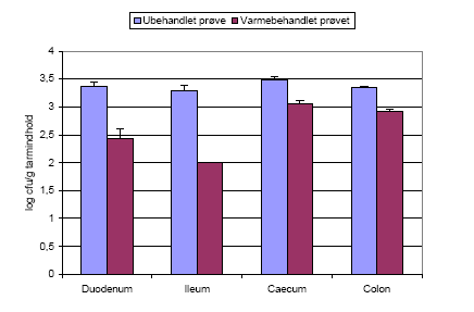 Figur 9. Antallet af Bt subsp. kurstaki i dyr 15 doseret med varmebehandlede sporer af stammen. Derudover ses effekten af varmebehandling af tarmpr&oslash;verne p&aring; antallet af bakterier. Varmebehandling dr&aelig;ber de vegetative celler, s&aring; det der t&aelig;lles i pr&oslash;ven efter varmebehandling, er antallet af sporer. Hvorimod t&aelig;lling af pr&oslash;ven uden varmebehandling angiver det totale antal bakterier, b&aring;de sporer og vegetative celler. Fors&oslash;get blev udf&oslash;rt to gange