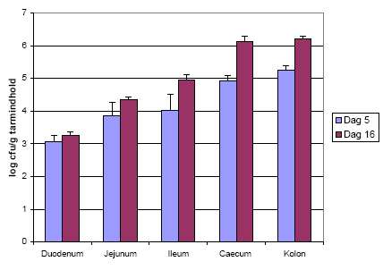 Figur 12. Antallet af Bt subsp. israelensis i tarmen fra kimfri dyr efter aflivning p&aring; hhv. dag 5 og dag 16