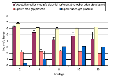 Figur 13. <em>Bt</em> subsp. israelensis i kimfri rotter. Antallet af sporer og vegetative celler udtrykt i cfu/g i f&aelig;ces med og uden gfp plasmidet pAD44-12