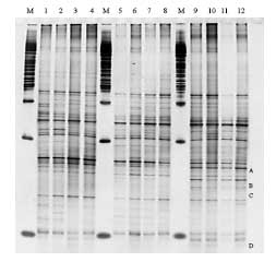 Figur 15. PCR-DGGE profiler genereret fra f&aelig;cespr&oslash;ver af dyr doseret med varmebehandlede sporer af B. cereus F4433/73. Bane 1-4: pr&oslash;ver fra individuelle dyr f&oslash;r dosering; bane 5-8: poolede pr&oslash;ver fra dyr i doseringsugen; bane 9-12: poolede pr&oslash;ver fra dyr efter dosering. M: mark&oslash;r. B&aring;ndene blev bestemt til at tilh&oslash;re f&oslash;lgende genera af bakterier: B&aring;nd A: Ruminococcus obeum; b&aring;nd B: Fusobacterium sp.; b&aring;nd C: Clostridiacease familien; b&aring;nd D: genus annerella