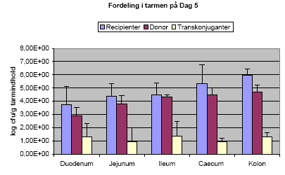 Figur 16. Antallet af recipienter, donorer og transkonjuganter i de forskellige tarmafsnit ved aflivning dagen efter sidste dosering med donorstammen. Gennemsnit af tre dyr