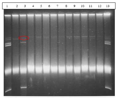 Figur 17. Gelbillede af transkonjuganter opn&aring;et i dyrefors&oslash;g med en Bt subsp. israelensis donor med det konjugative plasmid pXO16 og en Bt subsp. israelensis recipient. Bane 1 og 14: vildtypestamme af Bt subsp. israelensis (AND508), Bane 2: recipient, Bane 3: donor, Bane 4-13: transkonjuganter. Det konjugative plasmid pXO16 kan svagt detekteres i donorstammen (r&oslash;d ring), i den oprindelige vildtypestamme, samt i alle transkonjuganter
