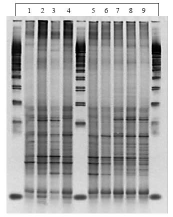 Figur 1.8.1. DGGE af Dyr 1 fra Hold 1. Bane 1-3: pr&oslash;ver fra f&oslash;r dosering; bane 4-6: pr&oslash;ver under dosering; bane 7-9: pr&oslash;ver efter dosering