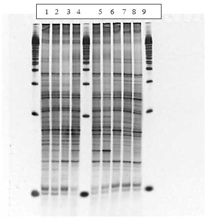 Figur 1.8.3. DGGE af Dyr 7 fra Hold 2. Bane 1-3: pr&oslash;ver fra f&oslash;r dosering; bane 4-6: pr&oslash;ver under dosering; bane 7-9: pr&oslash;ver efter dosering