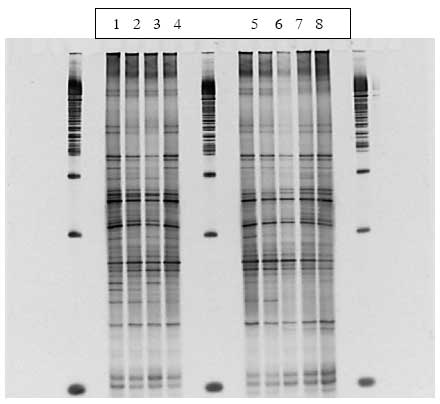 Figur 1.8.4. DGGE af Dyr 8 fra Hold 2. Bane 1-3: pr&oslash;ver fra f&oslash;r dosering; bane 4-6: pr&oslash;ver under dosering; bane 7-9: pr&oslash;ver efter dosering