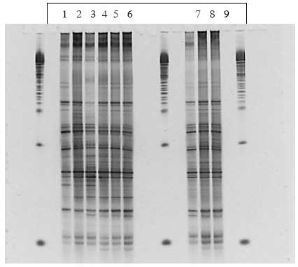 Figur 1.8.5. DGGE af Dyr 14 fra Hold 3. Bane 1-3: pr&oslash;ver fra f&oslash;r dosering; bane 4-6: pr&oslash;ver under dosering; bane 7-9: pr&oslash;ver efter dosering