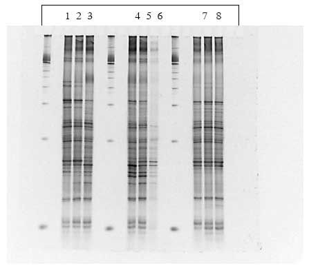 Figur 1.8.6. DGGE af Dyr 15 fra Hold 3. Bane 1-3: pr&oslash;ver fra f&oslash;r dosering; bane 4-6: pr&oslash;ver under dosering; bane 7-9: pr&oslash;ver efter dosering
