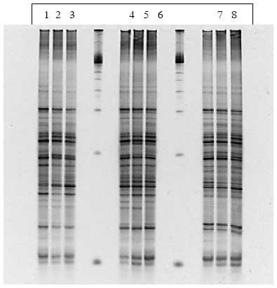 Figur 1.8.7. DGGE af Dyr 20 fra Hold 4. Bane 1-3: pr&oslash;ver fra f&oslash;r dosering; bane 4-6: pr&oslash;ver under dosering; bane 7-9: pr&oslash;ver efter dosering