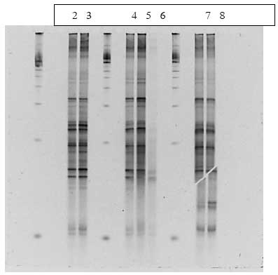 Figur 1.8.8. DGGE af Dyr 21 fra Hold 4. Bane 2-3: pr&oslash;ver fra f&oslash;r dosering; bane 4-6: pr&oslash;ver under dosering; bane 7-8: pr&oslash;ver efter dosering