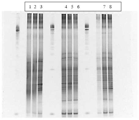 Figur 1.9.1. DGGE af Dyr 2 fra Hold 1. Bane 1-3: pr&oslash;ver fra f&oslash;r dosering; bane 4-6: pr&oslash;ver under dosering; bane 7-9: pr&oslash;ver efter dosering.