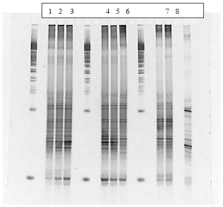 Figur 1.9.3. DGGE af Dyr 8 fra Hold 2. Bane 1-3: pr&oslash;ver fra f&oslash;r dosering; bane 4-6: pr&oslash;ver under dosering; bane 7-8: pr&oslash;ver efter dosering