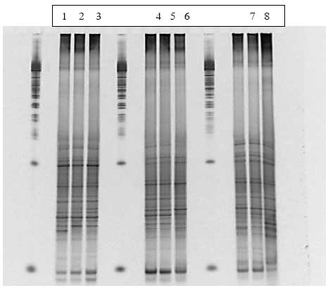 Figur 1.9.4. DGGE af Dyr 9 fra Hold 2. Bane 1-3: pr&oslash;ver fra f&oslash;r dosering; bane 4-6: pr&oslash;ver under dosering; bane 7-9: pr&oslash;ver efter dosering