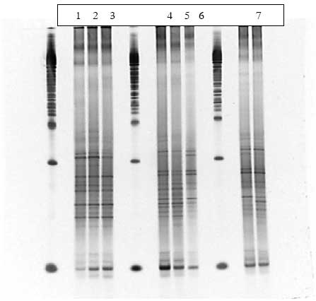 Figur 1.9.5. DGGE af Dyr 13 fra Hold 3. Bane 1-3: pr&oslash;ver fra f&oslash;r dosering; bane 4-6: pr&oslash;ver under dosering; bane 7-9: pr&oslash;ver efter dosering