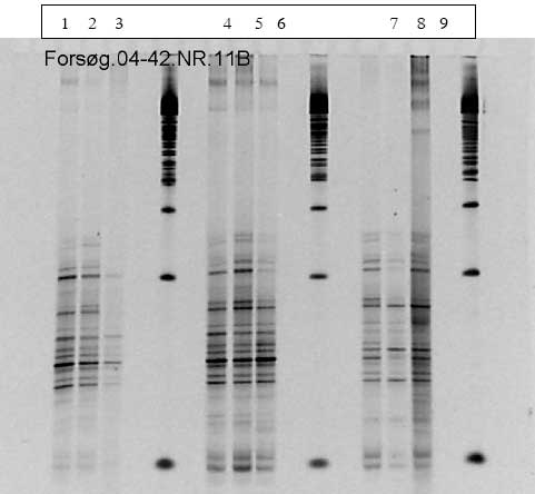 Figur 1.9.8. DGGE af Dyr 21 fra Hold 4. Bane 1-3: pr&oslash;ver fra f&oslash;r dosering; bane 4-6: pr&oslash;ver under dosering; bane 7-9: pr&oslash;ver efter dosering