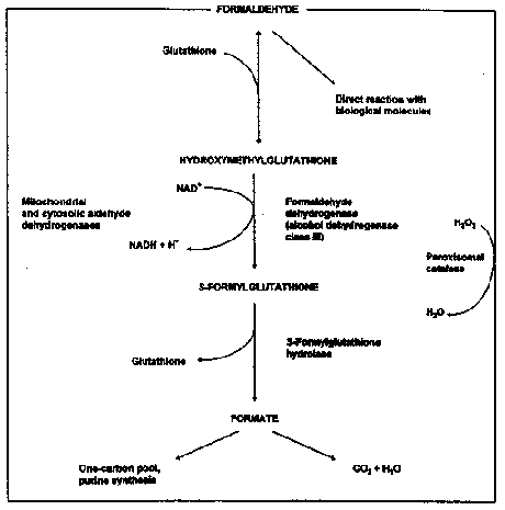 fig21.GIF (5284 bytes)