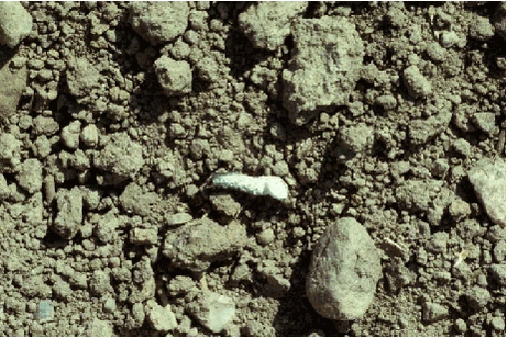 Faecal pellet of Skylark (photo: N. Elmegaard).