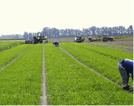 Figure 1a.  Overview of deposit experiment in a cereal crop.