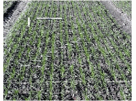 Figure 3. Placement of objects to catch spray at the soil surface and above the crop in winter wheat. figur 3. Placering af de objekter der blev anvendt til at opfange sprøjtevæske på jordoverfladen samt over afgrøden i vinterhvede.