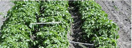 Figure 4. Placement of objects to catch spray at the soil surface and above the crop in potatoes when the plant cover exceeded approximately 50%