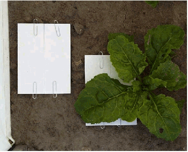 Figure 5. Placement of objects to catch spray at the soil surface and above the crop in sugar beets (picture) and potatoes until the plant cover exceeded approximately 50%