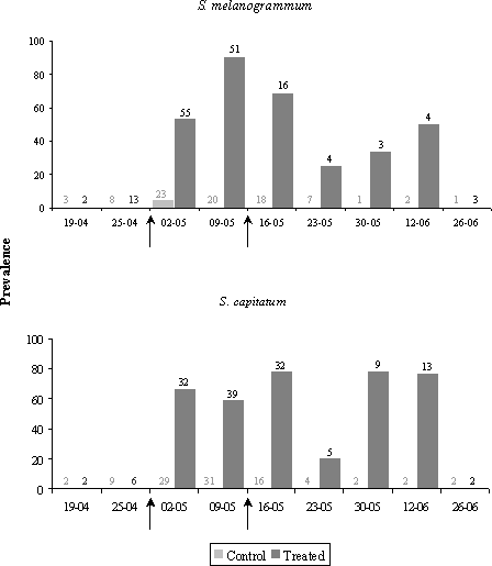 Figure 5.3: Prevalence of M. anisopliae in adult Strophosoma melanogrammum (upper graph) and Strophosoma capitatum (lower graph) populations collected from emergence traps in 2001 after treatment with Metarhizium anisopliae BIPESCO 5 (treated) or with 0.05 % Triton X-100 (control) against ovipositing females. Arrows mark application time (April 25 and May 9, 2001).