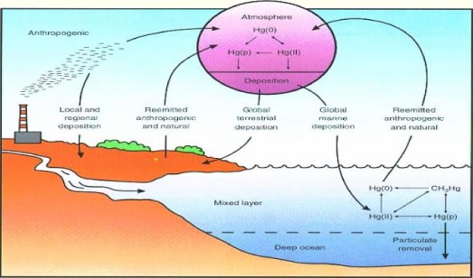 Figure 3-2 Conceptual model for the cycling of mercury in the biosphere.