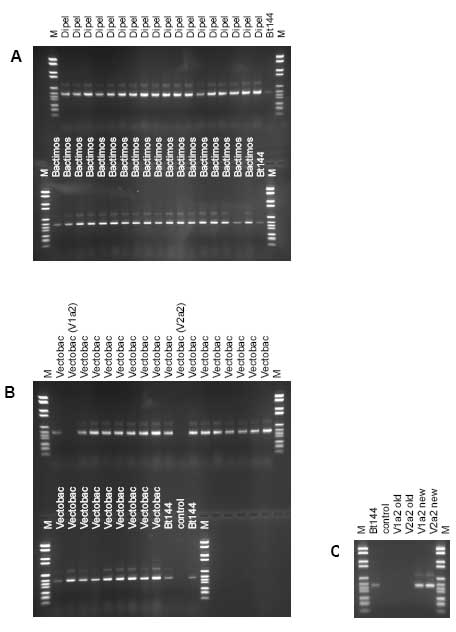 Figure 3.2: Band patterns of the products of polymerase chain reaction of the internally transcribed sequence (PCR-ITS) of DNA from bacterial isolates from the <em>Bt</em> products after electrophoresis in 2% agarose gels. Bt144: <em>Bacillus thuringiensis </em>subsp. <em>kurstaki</em> HD1<em>; </em>M: molecular weight marker; control: no added DNA template to PCR. A: In the upper panel 18 isolates of Dipel ES, in the lower panel 18 isolates of Bactimos L. B: In the upper panel 18 isolates of Vectobac 12AS, in the lower panel nine isolates of Vectobac 12AS. C: PCR-ITS products of the Vectobac 12AS isolates that did not yield a product in gel B. Shown are the old PCR-ITS products not yielding any bands (also shown in gel B) and the new PCR-ITS products yielding bands of V1a2 and V2a2.