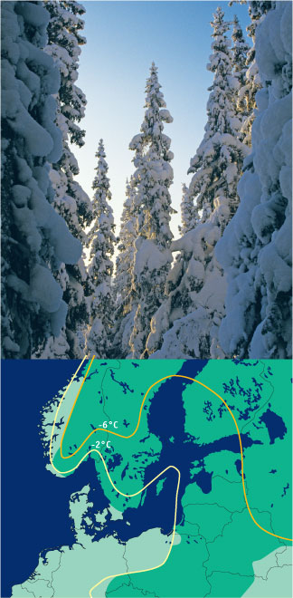 Photo/Distribution of Norway spruce