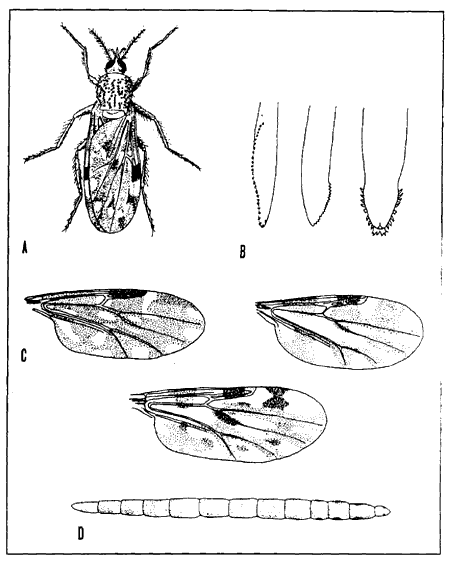 Figur 1.1. A. Mitte (Culicoides nubeculosus). B. Munddele af Culicoides-hun, fra venstre: maxil, mandibel, spytklinge. C. Vinger af Culicoides, fra venstre: C. odibilis, C. obsoletus og C. punctatus. D. Larve af C. nubeculosus (efter Nielsen og Christensen, 1975). (14 Kb)