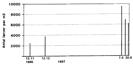 Figur 3.4. Gennemsnitlige antal mittelarver <NOBR>per m<SUP>2</SUP>, </NOBR>Egelkke Lung, 13.11.1996 - 20.6.1997.  (6 Kb)