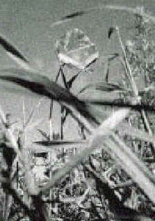 wpe6.jpg (11733 bytes)