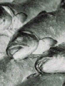 wpe14.jpg (8942 bytes)