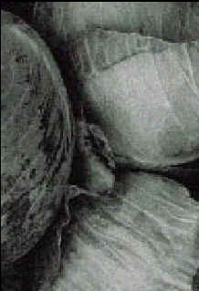 wpe15.jpg (8934 bytes)