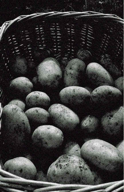 wpeC.jpg (40636 bytes)