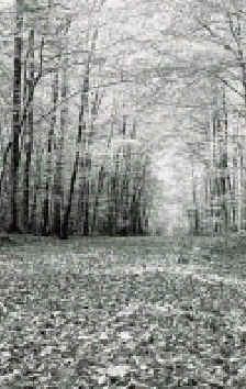 wpeE.jpg (15247 bytes)