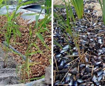 Figur 6.12 Udl&aelig;gnings af tr&aelig;flis (til venstre) eller muslingeskaller (til h&oslash;jre) som isolering p&aring; overfladen af filteranl&aelig;gget